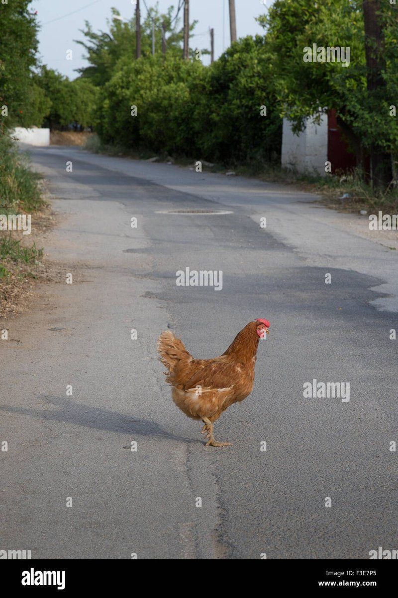 Introduction to chicken road españa